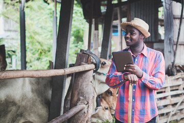 African farmer use tablet for livestock and husbandry control in cattle farm with cows in cowshed.Concept of Agriculture industry cattle farming and technology