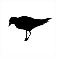 Seagull bird animal sketch, black vector silhouette