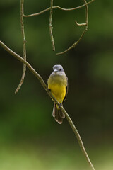 A bird hunting flying insects.
Tropical Kingbird.
(Tyrannus melancholicus)
Common name in Latam: Sirirí