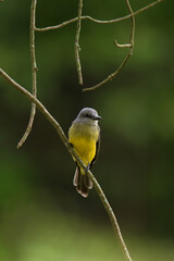 A bird hunting flying insects.
Tropical Kingbird.
(Tyrannus melancholicus)
Common name in Latam: Sirirí