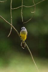 A bird hunting flying insects.
Tropical Kingbird.
(Tyrannus melancholicus)
Common name in Latam: Sirirí