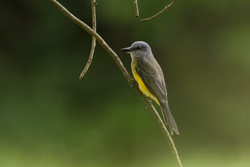 A bird hunting flying insects.
Tropical Kingbird.
(Tyrannus melancholicus)
Common name in Latam: Sirirí