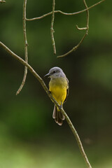 A bird hunting flying insects.
Tropical Kingbird.
(Tyrannus melancholicus)
Common name in Latam: Sirir&iacute;