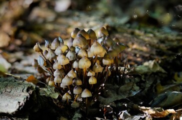 Pilzgruppe auf Totholz in schönem Licht