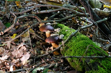 Pilzgruppe auf Totholz in schönem Licht