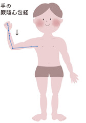 手の厥陰心包経の流注を男性の身体で表したイラスト
