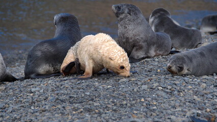 Fototapeta premium Blonde, or leucistic, Antarctic fur seal pup (Arctocephalus gazella) on the beach at the old whaling station at Stromness, South Georgia Island