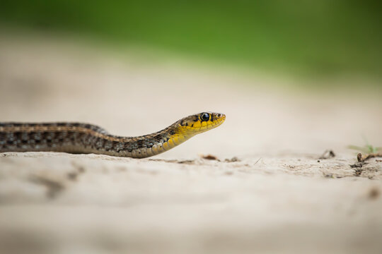 The buff striped keelback (Amphiesma stolatum) is a species of nonvenomous colubrid snake found across Asia