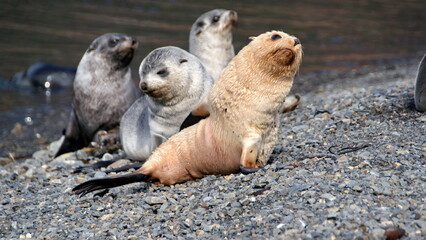 Blonde, or leucistic, Antarctic fur seal pup (Arctocephalus gazella) with other seal pups on the beach at the old whaling station at Stromness, South Georgia Island