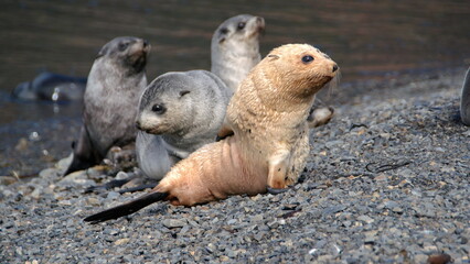 Blonde, or leucistic, Antarctic fur seal pup (Arctocephalus gazella) with other seal pups on the beach at the old whaling station at Stromness, South Georgia Island