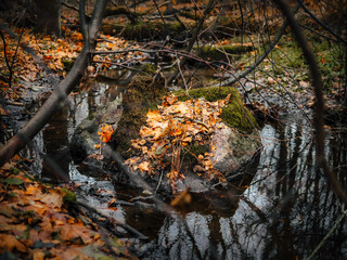 autumn in the forest