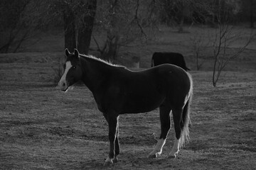 Young blaze face horse in black and white from Texas farm field.