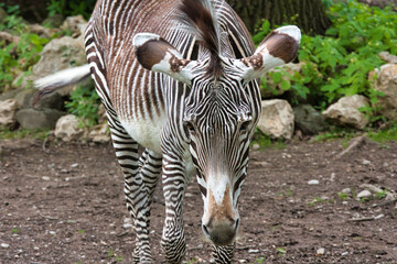 Zebra