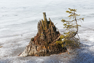 Old tree stump with a young tree sapling in a frozen lake