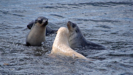 Blonde, or leucistic, Antarctic fur seal pup (Arctocephalus gazella) playing with other seal pups in the water just off the beach at the old whaling station at Stromness, South Georgia Island