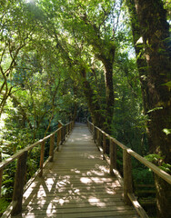 Fototapeta premium Old tree in cloud forest. Old wooden bridge with green moss plant and tree on sunlight in Rain forest. Doi Inthanon national park. Chiang Mai, Thailand