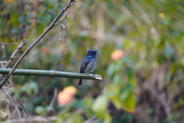 Little Niltava Flycatcher Blue
