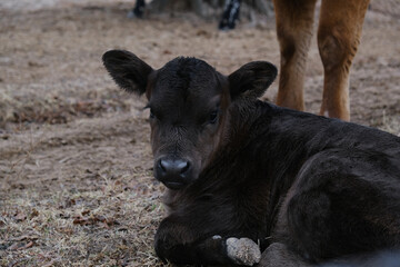 Calf during winter calving season on Texas farm concept closeup.