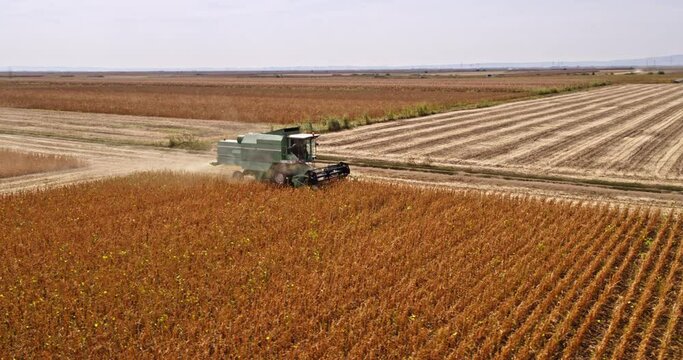 Thriving sustainable soybean farm captured in aerial view, combine harvester goes to work