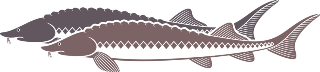 Sturgeon logo. Isolated sturgeon on white background