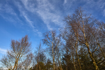 Bare leafed silver birch contrasted against a chill winter blue sky. Yorkshire smallholding at 900ft