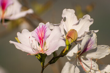 Close up of a wild flower in nature