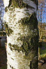 Christmas day and close up of Silver Birch tree trunk on North Yorkshire smallholding at 900ft