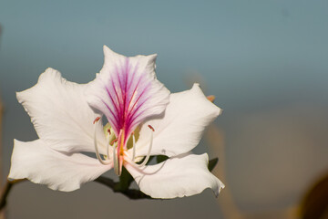 Fototapeta na wymiar Closeup shot of a wildflower