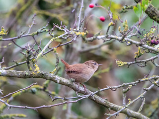 Wren 