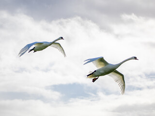 flying swans