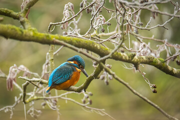 Beautiful kingfisher hunting fish in winter