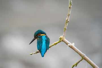 Beautiful kingfisher hunting fish in winter