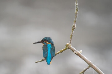 Beautiful kingfisher hunting fish in winter