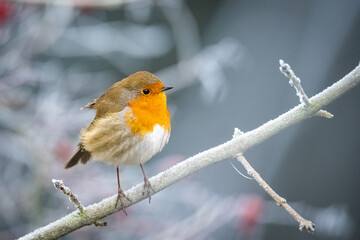 Little robin winter time in the park 