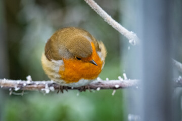 Little robin winter time in the park 