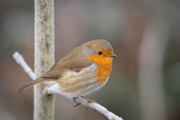 Little robin winter time in the park 