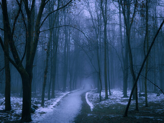 Dark mysterious forest with snow at dusk. Path through the evening woods. Silhouettes of leafless trees.