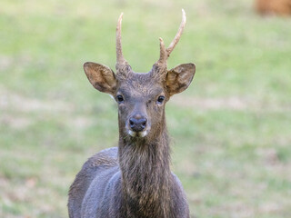 Sika Stag