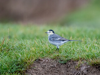 Pied Wagtail