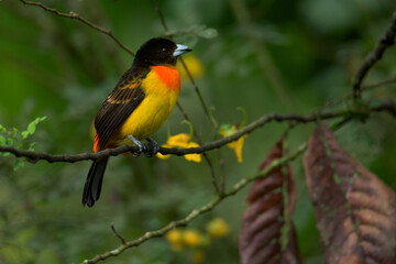 Colourful tropical bird.
Flame-rumped tanager
(Ramphocelus flammigerus).

The female with her beautiful orange and yellow hues, and the male with his black and red plumage.