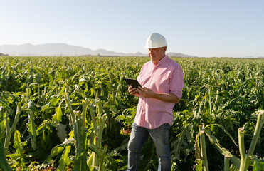 Agronomist in a sustainable farm field with a tablet in hand. Observe your device for irrigation and quality control . He wears a white helmet and a plaid shirt. Technology concept in the field