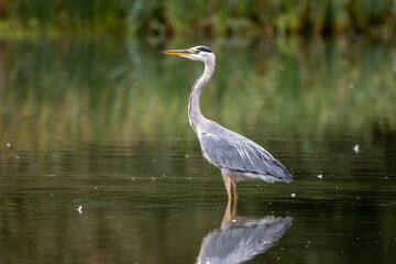 Heron
