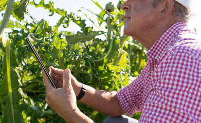 Agronomist performs quality inspection with a technological device, cutaway shot of an older man. Concept sustainable cultivation, agricultural technology