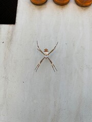 spider on the web