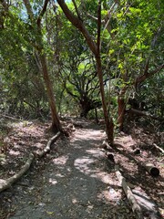 path in the woods