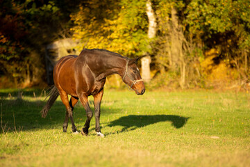 Pferd vor Herbstwald