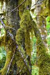 tree with moss