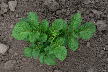 Potato plants leaves on the garden
