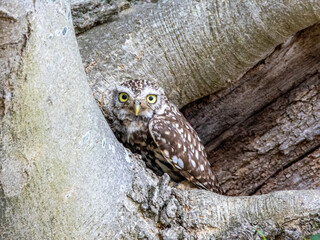 Little Owl