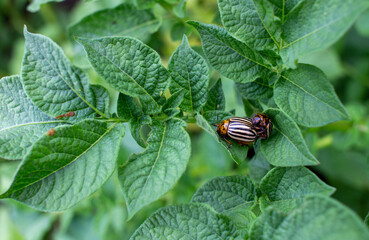 Colorado beetle on green potato leaf. Pest on the garden.